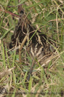 Common Snipe